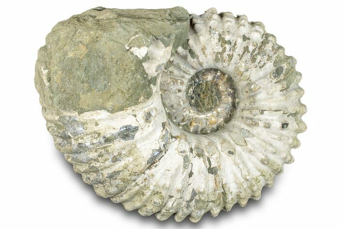 Bumpy Ammonite (Douvilleiceras) Fossil - Madagascar #277195